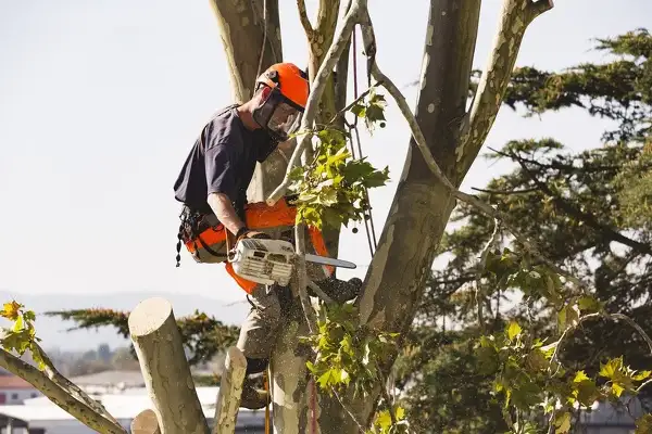 Tree Cutting Service  Tree Cutting Service