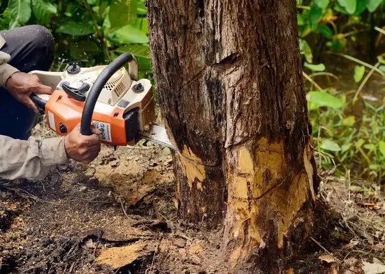 Tree Removal Service  Tree Removal Service