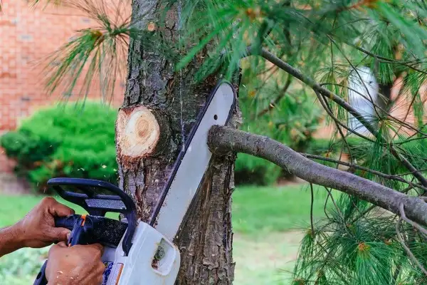 Tree Trimming  Tree Trimming