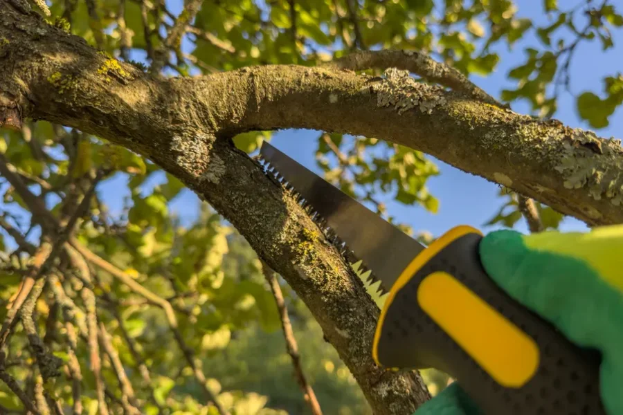 Affordable Tree Trimming Burgaw, NC Affordable Tree Trimming Burgaw, NC