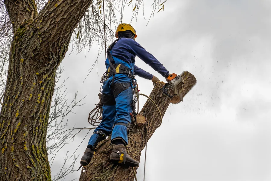 Experienced Tree Cutting Service Burgaw, NC Experienced Tree Cutting Service Burgaw, NC