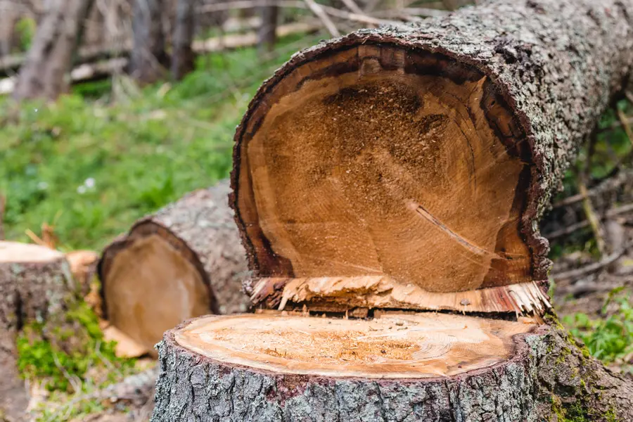How Tree Cutting Service Prevents Structural Damage in Burgaw, NC