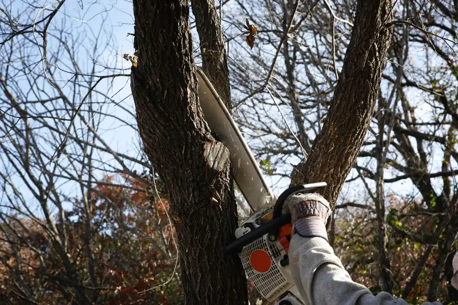 Key Benefits Of Hiring Licensed Tree Removal Professionals Burgaw, NC Key Benefits Of Hiring Licensed Tree Removal Professionals Burgaw, NC
