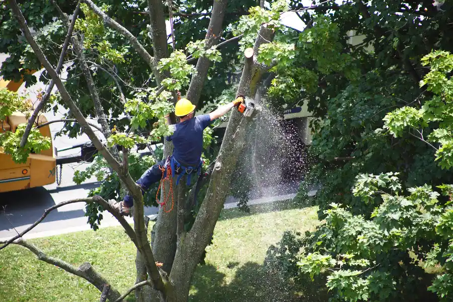 Key Benefits Of Hiring Licensed Tree Removal Professionals in Burgaw, NC Key Benefits Of Hiring Licensed Tree Removal Professionals in Burgaw, NC