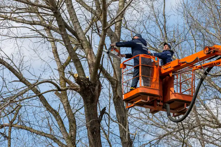 Local Tree Removal Service Burgaw, NC
