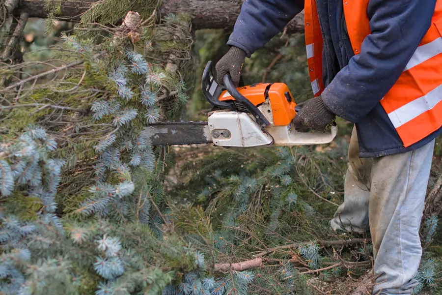 Professional Tree Removal Service Burgaw, NC