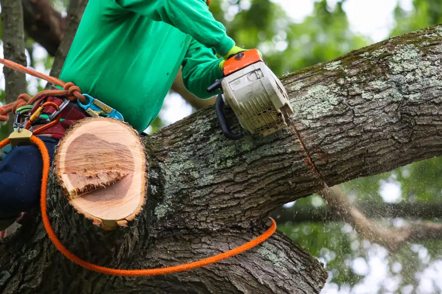 Reliable Tree Trimming Burgaw, NC Reliable Tree Trimming Burgaw, NC