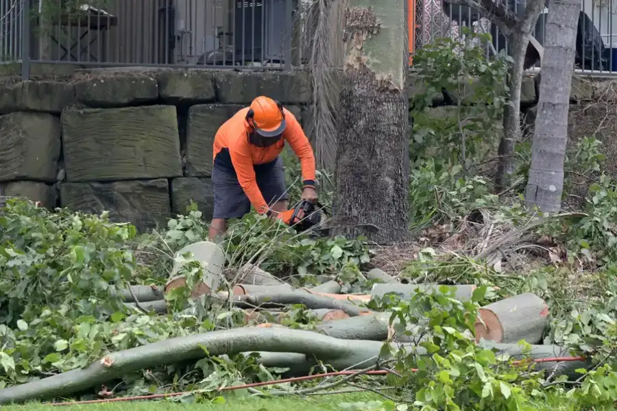 Reputable Tree Removal Service Burgaw, NC