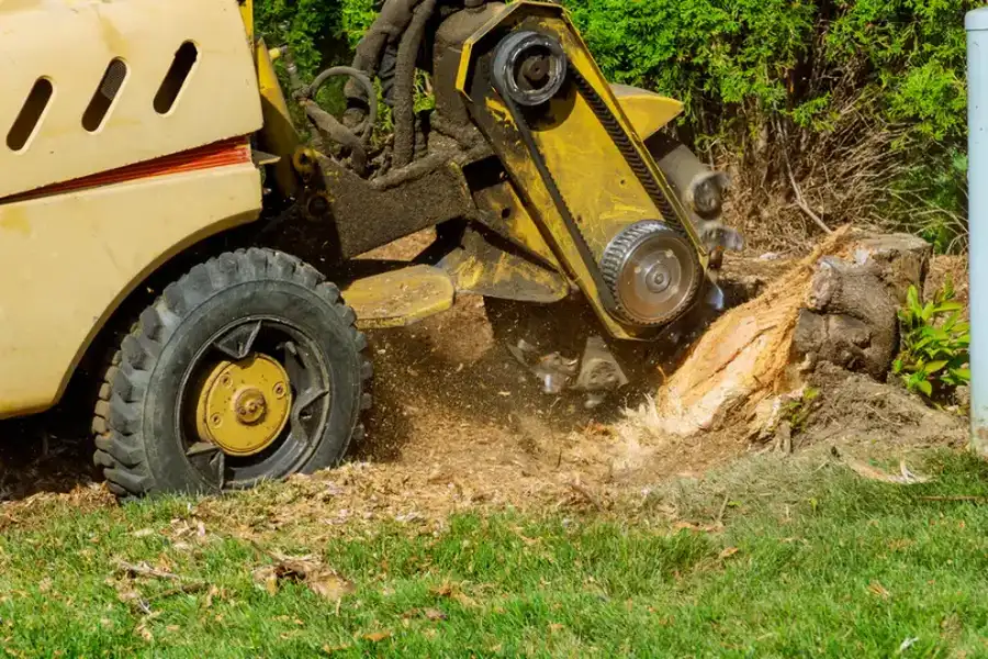 The Benefits Of Stump Grinding Over Leaving Stumps Behind Burgaw, NC The Benefits Of Stump Grinding Over Leaving Stumps Behind Burgaw, NC