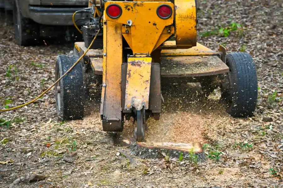 The Benefits Of Stump Grinding Over Leaving Stumps Behind in Burgaw, NC The Benefits Of Stump Grinding Over Leaving Stumps Behind in Burgaw, NC