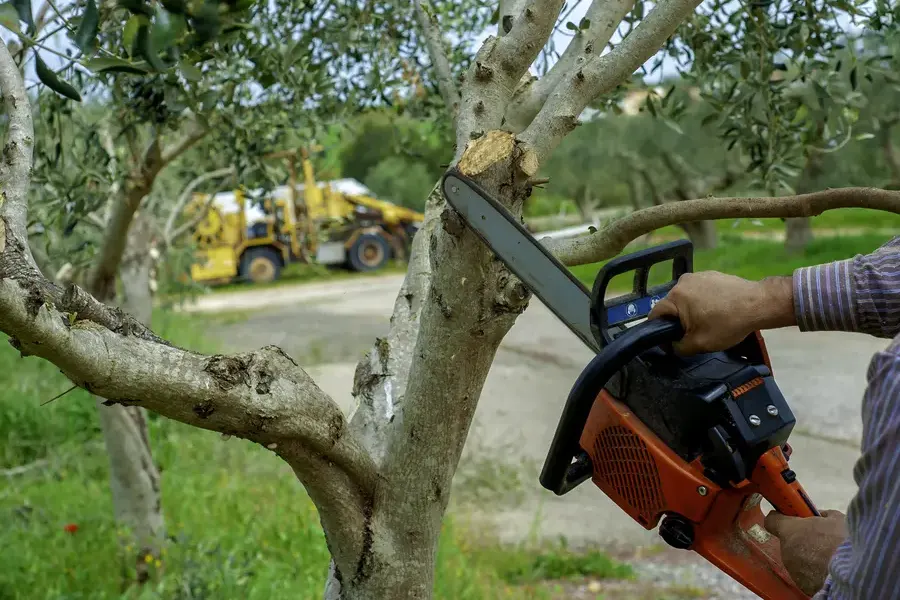 The Role Of Tree Trimming In Preventing Storm Damage Burgaw, NC The Role Of Tree Trimming In Preventing Storm Damage Burgaw, NC