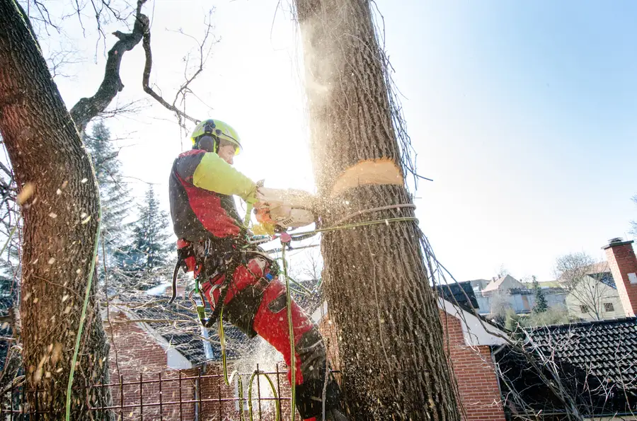 Top-rated Tree Cutting Service Burgaw, NC Top-rated Tree Cutting Service Burgaw, NC