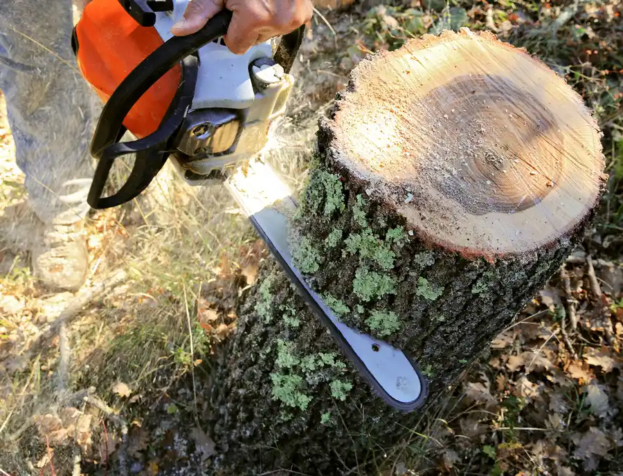 Tree Cutting Service For Storm Damage Prevention in Burgaw, NC Tree Cutting Service For Storm Damage Prevention in Burgaw, NC
