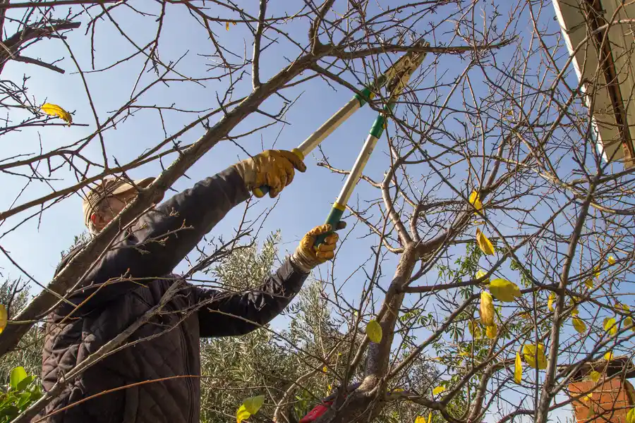 Why Tree Trimming Is Essential For Disease Prevention Burgaw, NC Why Tree Trimming Is Essential For Disease Prevention Burgaw, NC